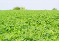 Field of the young alfalfa in summer morning Royalty Free Stock Photo