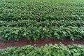 Field of young bean plants Royalty Free Stock Photo