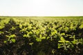 Field with young bean sprouts in the summer. A row of young soybean shoots stretches up. Rows of soy plants on an Royalty Free Stock Photo