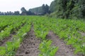 A field with young green beet plants Royalty Free Stock Photo