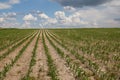 A field of young corn against the sky full of clouds Royalty Free Stock Photo