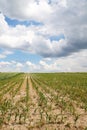 A field of young corn against the sky full of clouds Royalty Free Stock Photo