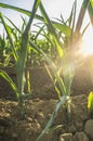 Field of young corn damaged by extreme heat