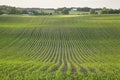 Field of young corn and farms on rolling hills at sunset on a spring day in Minnesota Royalty Free Stock Photo