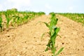 Field of young corn plants.