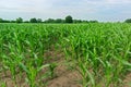 Field of young corn plants at agriculture farm against cloudy blue sky Royalty Free Stock Photo