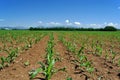 Field of young corn plants in the spring Royalty Free Stock Photo