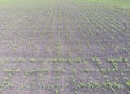 Field of young corn. Shoots of corn on the field. Fodder corn for silage.