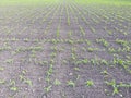 Field of young corn. Shoots of corn on the field. Fodder corn for silage.