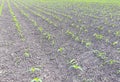 Field of young corn. Shoots of corn on the field. Fodder corn for silage.