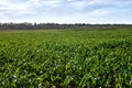 Cornfield Royalty Free Stock Photo