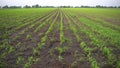 Field of young corn sprouts. Rows of small corn sprouts extending into the distance. In the distance forest