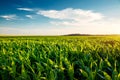 Field of young corn on a sunny day with perfect sky. Ukrainian agrarian region, Europe Royalty Free Stock Photo