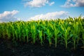 Field of young corn on a sunny day with perfect sky. Ukrainian agrarian region, Europe Royalty Free Stock Photo