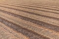 Field of young corn tree. Row of land with deep soil to release water to corn field