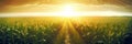 A field of young corn under a sunset sky, with sunbeams casting a warm glow over the golden stalks Royalty Free Stock Photo