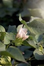 Field of Young Cotton Plants Royalty Free Stock Photo