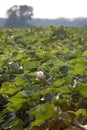 Field of Young Cotton Plants Royalty Free Stock Photo