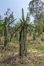 Field of young dragon fruit plants lead on concrete poles.