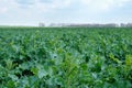 Field of young fresh green colza in spring Royalty Free Stock Photo