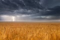 Field with young golden rye or wheat in the summer day with a cloudy sky background. Overcast weather. Landscape Royalty Free Stock Photo
