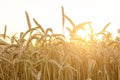 A field of young golden rye or wheat at sunset or sunrise with sun flares against a white sky background. Close-up. Royalty Free Stock Photo