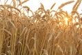 A field of young golden rye or wheat at sunset or sunrise with sun flares against a white sky background. Close-up. Royalty Free Stock Photo