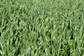 Field of young green barley Royalty Free Stock Photo