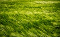 Field of young green barley in the wind before sunset, abstract nature background Royalty Free Stock Photo