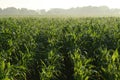 Field of young green corn