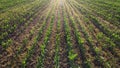 Field with young green corn, germination of crops on agricultural plantations.