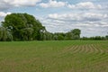 Field of young green corn plants in curved rows with trees behind Royalty Free Stock Photo