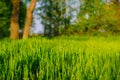 Field of young green grass in spring in the sunset rays of the sun Royalty Free Stock Photo