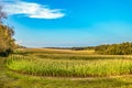 Field of young green growing corn under blue sky Royalty Free Stock Photo