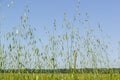 Field of young green Oats. Plantation of oats in the field - crop agricultural industry Royalty Free Stock Photo