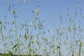 Field of young green Oats. Plantation of oats in the field - crop agricultural industry Royalty Free Stock Photo