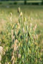 Field of young green Oats. Plantation of oats in the field - crop agricultural industry Royalty Free Stock Photo