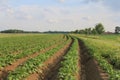 A field with young green potato plants in holland in springtime Royalty Free Stock Photo