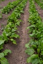 field of young green sugar beet Royalty Free Stock Photo