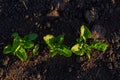 field of young green sugar beet Royalty Free Stock Photo