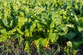 field of young green sugar beet Royalty Free Stock Photo