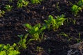field of young green sugar beet Royalty Free Stock Photo