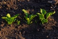 field of young green sugar beet Royalty Free Stock Photo