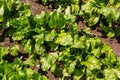 field of young green sugar beet Royalty Free Stock Photo