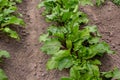field of young green sugar beet Royalty Free Stock Photo