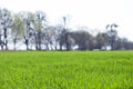 The field of young green wheat. Background green grass Royalty Free Stock Photo