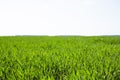 The field of young green wheat. Background green grass Royalty Free Stock Photo