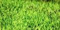 Field of young green wheat grass Royalty Free Stock Photo