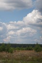 field with young growing birches and field white flowers, pastel grass on a background of pine forest with clouds against a blue