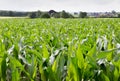 Field of young maize plants Royalty Free Stock Photo